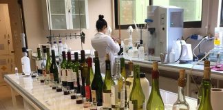 Laboratorio de Microvinificación de Agronomía UdeC retoma funcionamiento para vitivinicultores