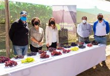Ministra de Agricultura destacó el trabajo del Consorcio Tecnológico de la Fruta de ASOEX para el desarrollo de frutas 100% chilenas