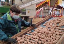 Parte temporada de exportación de semilla de papas certificadas, en la región de Los Lagos