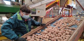 Parte temporada de exportación de semilla de papas certificadas, en la región de Los Lagos