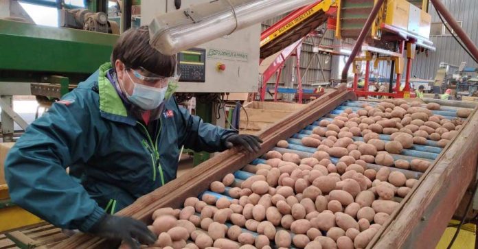Parte temporada de exportación de semilla de papas certificadas, en la región de Los Lagos