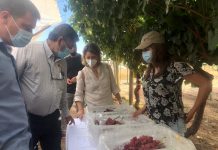 Programa INIA-Biofrutales prepara apertura comercial de nueva variedad de uva de mesa con sabor moscatel