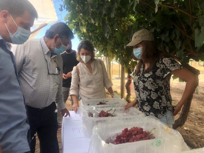 Programa INIA-Biofrutales prepara apertura comercial de nueva variedad de uva de mesa con sabor moscatel