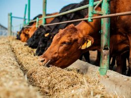 Agronomía UdeC realizará Diploma en Producción de Carne Bovina 2021