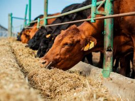 Agronomía UdeC realizará Diploma en Producción de Carne Bovina 2021