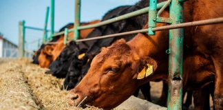 Agronomía UdeC realizará Diploma en Producción de Carne Bovina 2021