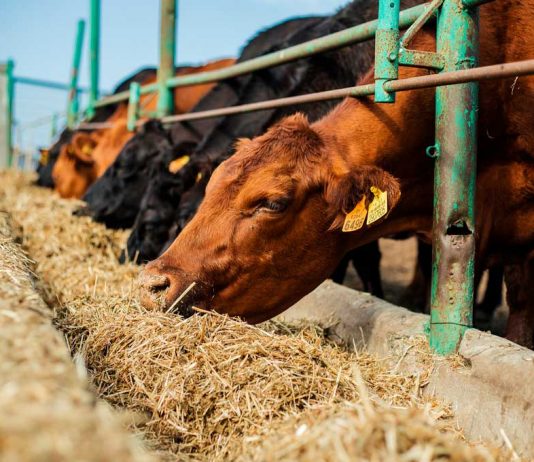 Agronomía UdeC realizará Diploma en Producción de Carne Bovina 2021