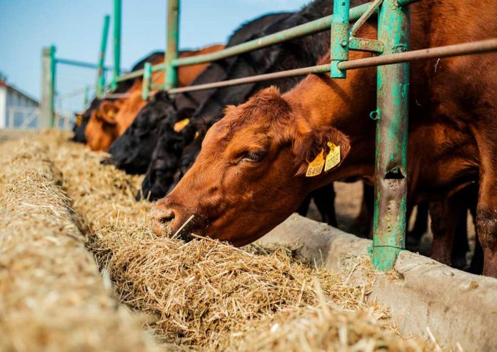 Agronomía UdeC realizará Diploma en Producción de Carne Bovina 2021