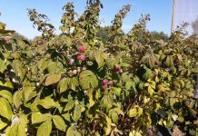 Con curso de manejo integrado de plagas INIA busca controlar avance de Drosophila suzukii en frutales