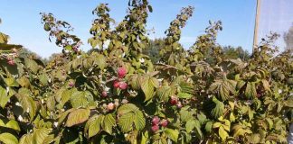 Con curso de manejo integrado de plagas INIA busca controlar avance de Drosophila suzukii en frutales