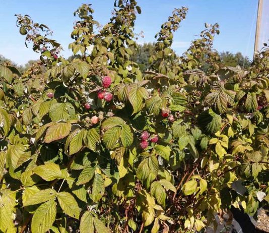 Con curso de manejo integrado de plagas INIA busca controlar avance de Drosophila suzukii en frutales