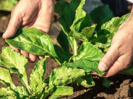 Con importantes inversiones y mejoras Empresas Iansa da inicio a una nueva campaña de cosecha de remolacha Con importantes inversiones y mejoras Empresas Iansa da inicio a una nueva campaña de cosecha de remolacha