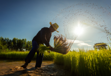 INIA La Platina capacita a agricultores de la región Metropolitana sobre los microorganismos y su aplicación en la agricultura