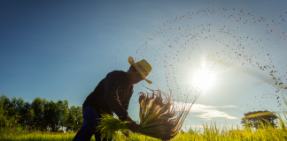 INIA La Platina capacita a agricultores de la región Metropolitana sobre los microorganismos y su aplicación en la agricultura