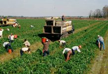 En el Consejo de las Américas, expertos piden priorizar a los agricultores en el debate sobre el futuro de los sistemas alimentarios