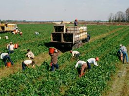 En el Consejo de las Américas, expertos piden priorizar a los agricultores en el debate sobre el futuro de los sistemas alimentarios