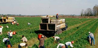 En el Consejo de las Américas, expertos piden priorizar a los agricultores en el debate sobre el futuro de los sistemas alimentarios