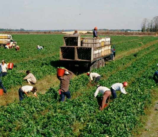 En el Consejo de las Américas, expertos piden priorizar a los agricultores en el debate sobre el futuro de los sistemas alimentarios En el Consejo de las Américas, expertos piden priorizar a los agricultores en el debate sobre el futuro de los sistemas alimentarios
