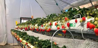 Experiencia chilena de producción de frutillas en macrotúneles presentó investigador INIA en simposio argentino