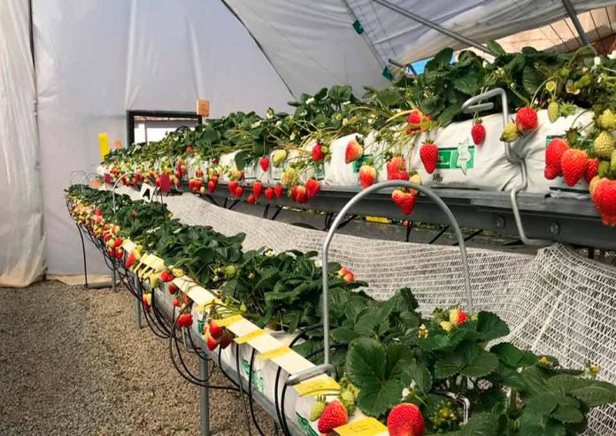 Experiencia chilena de producción de frutillas en macrotúneles presentó investigador INIA en simposio argentino