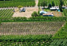 Fruticultores ahorran hasta un 80% en energía eléctrica con plantas fotovoltaicas