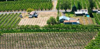 Fruticultores ahorran hasta un 80% en energía eléctrica con plantas fotovoltaicas