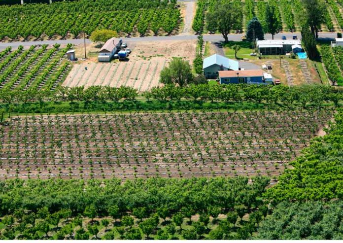 Fruticultores ahorran hasta un 80% en energía eléctrica con plantas fotovoltaicas