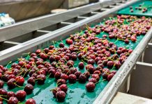 Global Cherry Summit launches Webinar in April