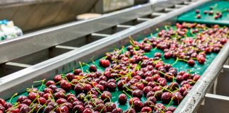 Global Cherry Summit launches Webinar in April