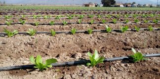 Pequeños agricultores disponen de $1.600 millones en concurso de la CNR destinado a obras civiles y de tecnificación