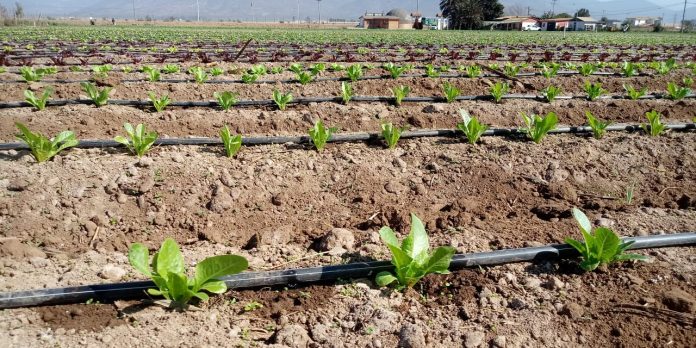 Pequeños agricultores disponen de $1.600 millones en concurso de la CNR destinado a obras civiles y de tecnificación