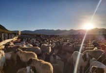 Últimos rebaños de animales regresan desde las veranadas en la provincia de Biobío