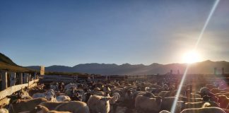 Últimos rebaños de animales regresan desde las veranadas en la provincia de Biobío