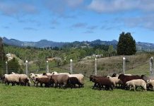 INIA Remehue entrega recomendaciones para la producción ovina en otoño-invierno