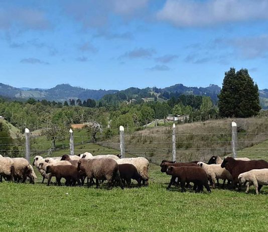 INIA Remehue entrega recomendaciones para la producción ovina en otoño-invierno