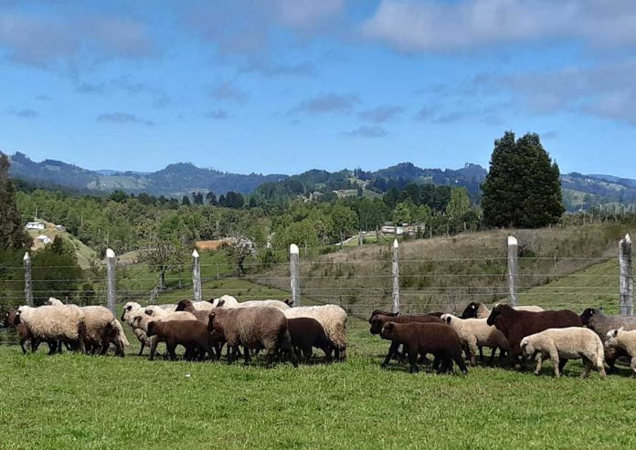 INIA Remehue entrega recomendaciones para la producción ovina en otoño-invierno
