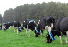 Investigadora de INIA Remehue participa en coloquio: “En la búsqueda de una producción animal más sustentable