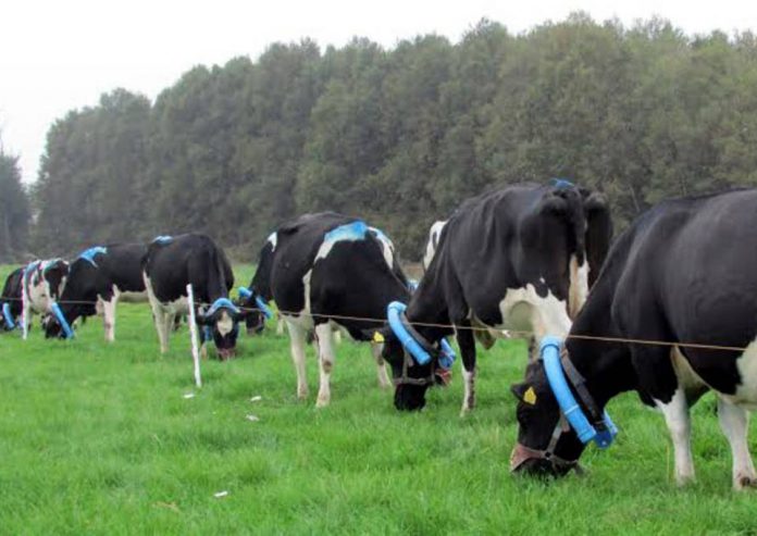 Investigadora de INIA Remehue participa en coloquio: “En la búsqueda de una producción animal más sustentable
