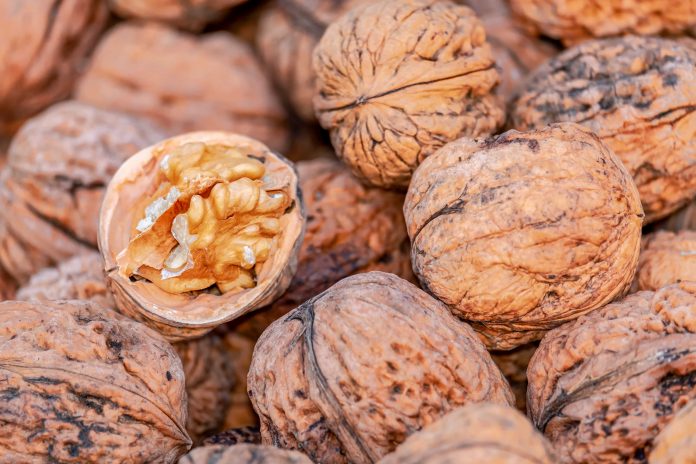 Maulina innova y crea maquinaria para optimizar producción de nueces exportables