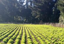 CNR e INIA Carillanca capacitan a agricultores y profesionales de riego en fortalecimiento de la gestión hídrica