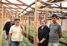 Sistema hidropónico permite ahorrar 40% de agua en claveles y combatir importante enfermedad