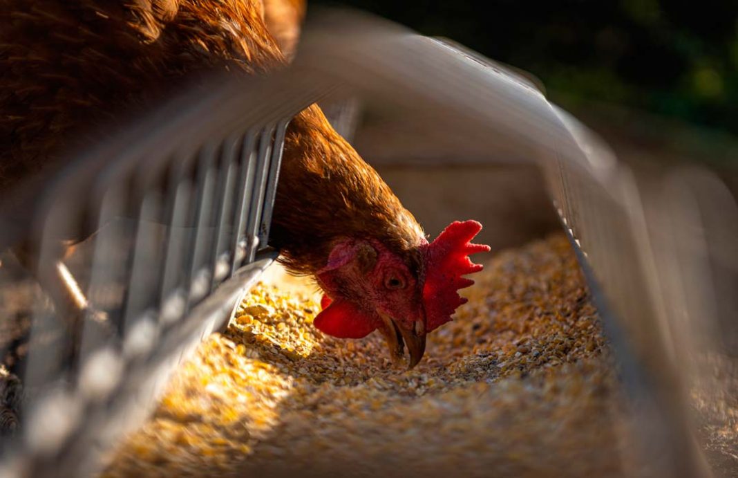 Agronomía UdeC desarrollará biocarbón como aditivo dietario para la avicultura