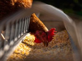 Agronomía UdeC desarrollará biocarbón como aditivo dietario para la avicultura