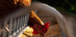 Agronomía UdeC desarrollará biocarbón como aditivo dietario para la avicultura