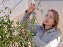 Avanza desarrollo de tomates CRISPR resistentes al cambio climático