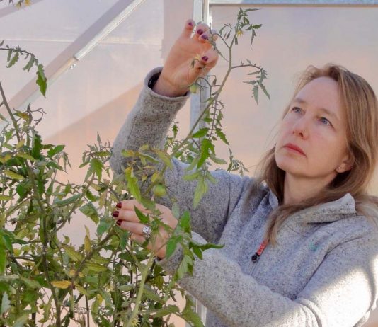 Avanza desarrollo de tomates CRISPR resistentes al cambio climático