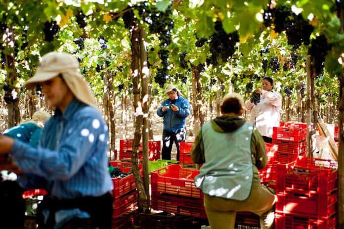 Cómo crear mi primera cooperativa: FIA abre curso hasta el 03 de mayo para todos los agricultores de Chile