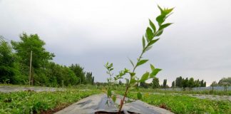 DÍA MUNDIAL DE LA TIERRA: MÁS DE 21 MIL MILLONES PARA LA PROTECCIÓN DE LOS SUELOS AGRÍCOLAS DE PEQUEÑOS AGRICULTORES DISPONE INDAP