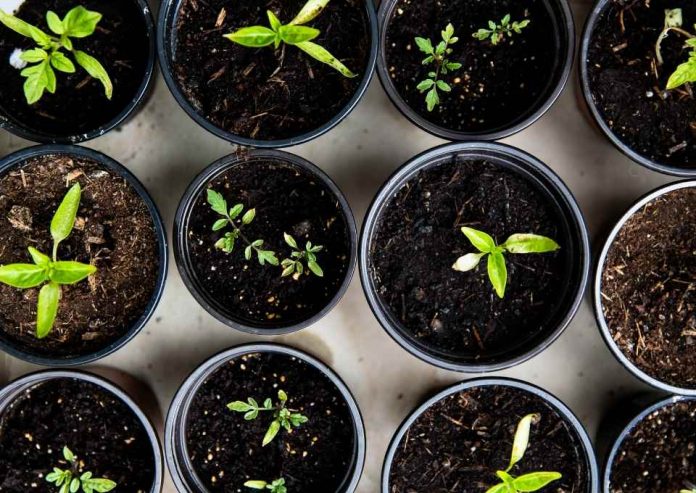 Huerta urbana: Herramienta sustentable que permite acceso más fácil a productos frescos