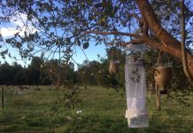 Lengua Azul: SAG realiza vigilancia de enfermedad en animales provocada por insectos vectores